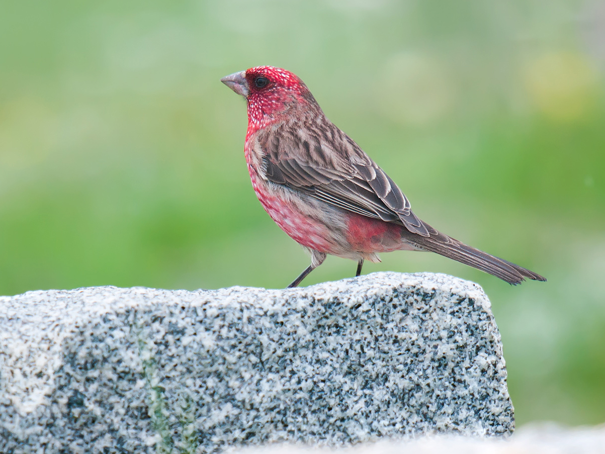 Streaked Rosefinch