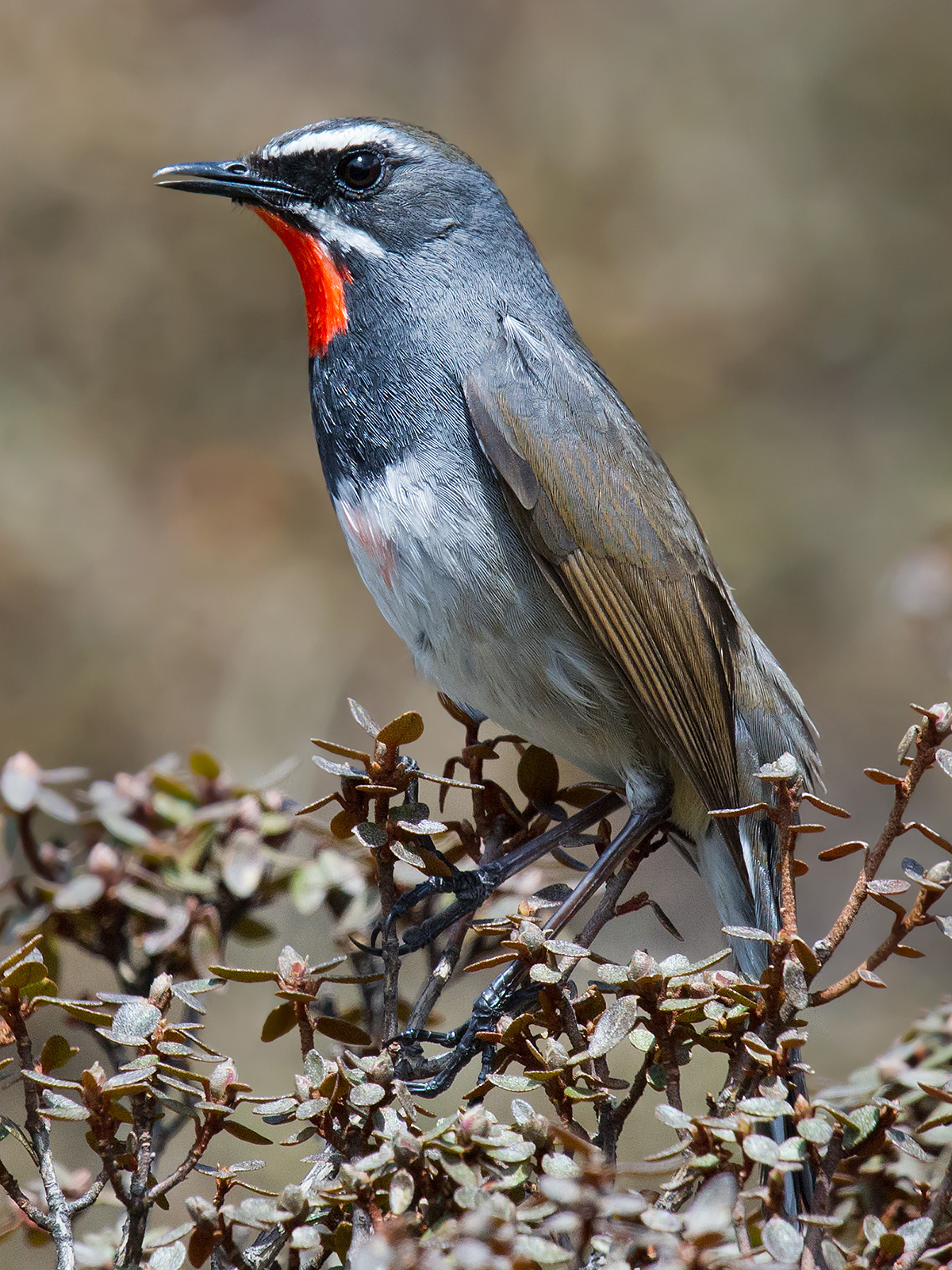 Chinese Rubythroat