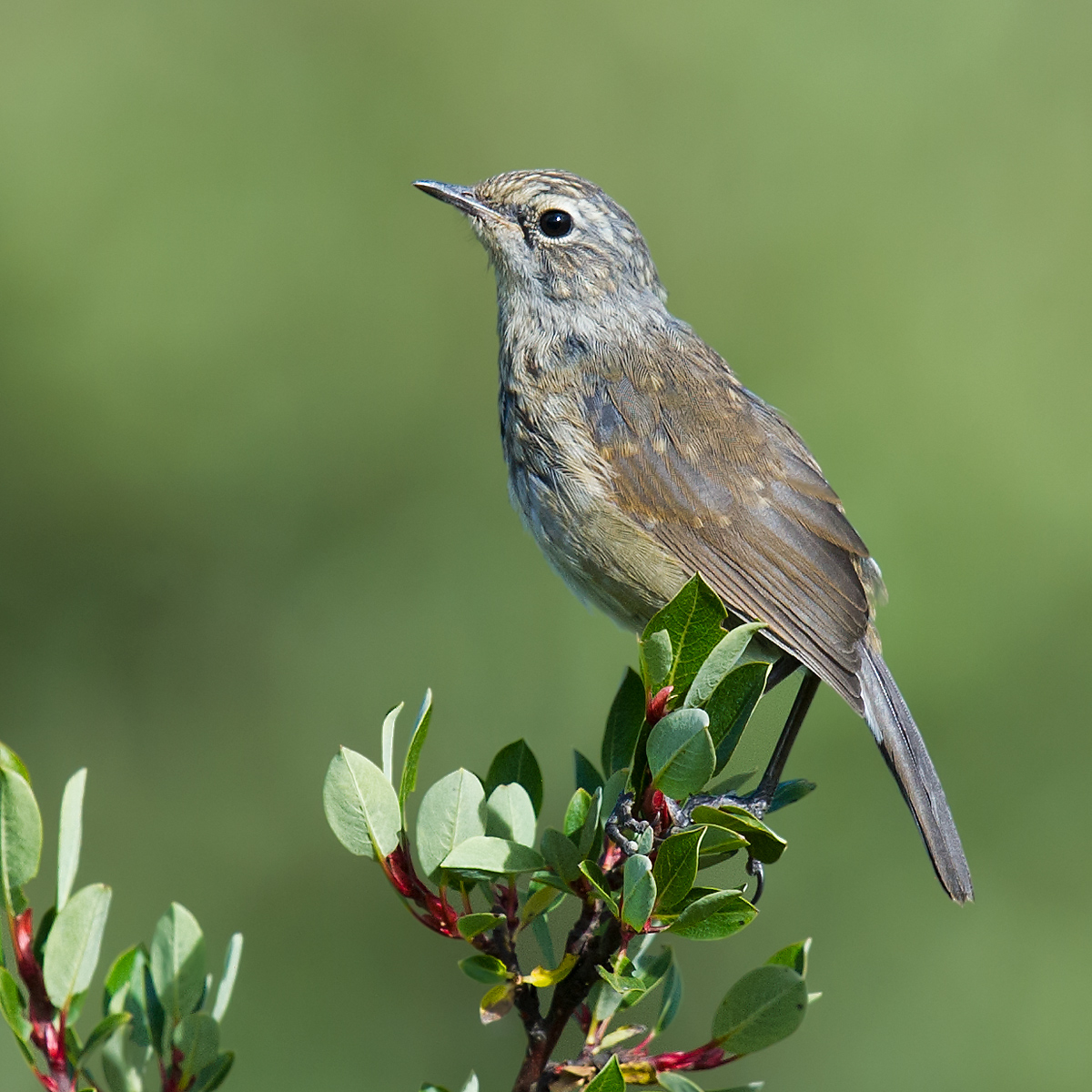 Chinese Rubythroat