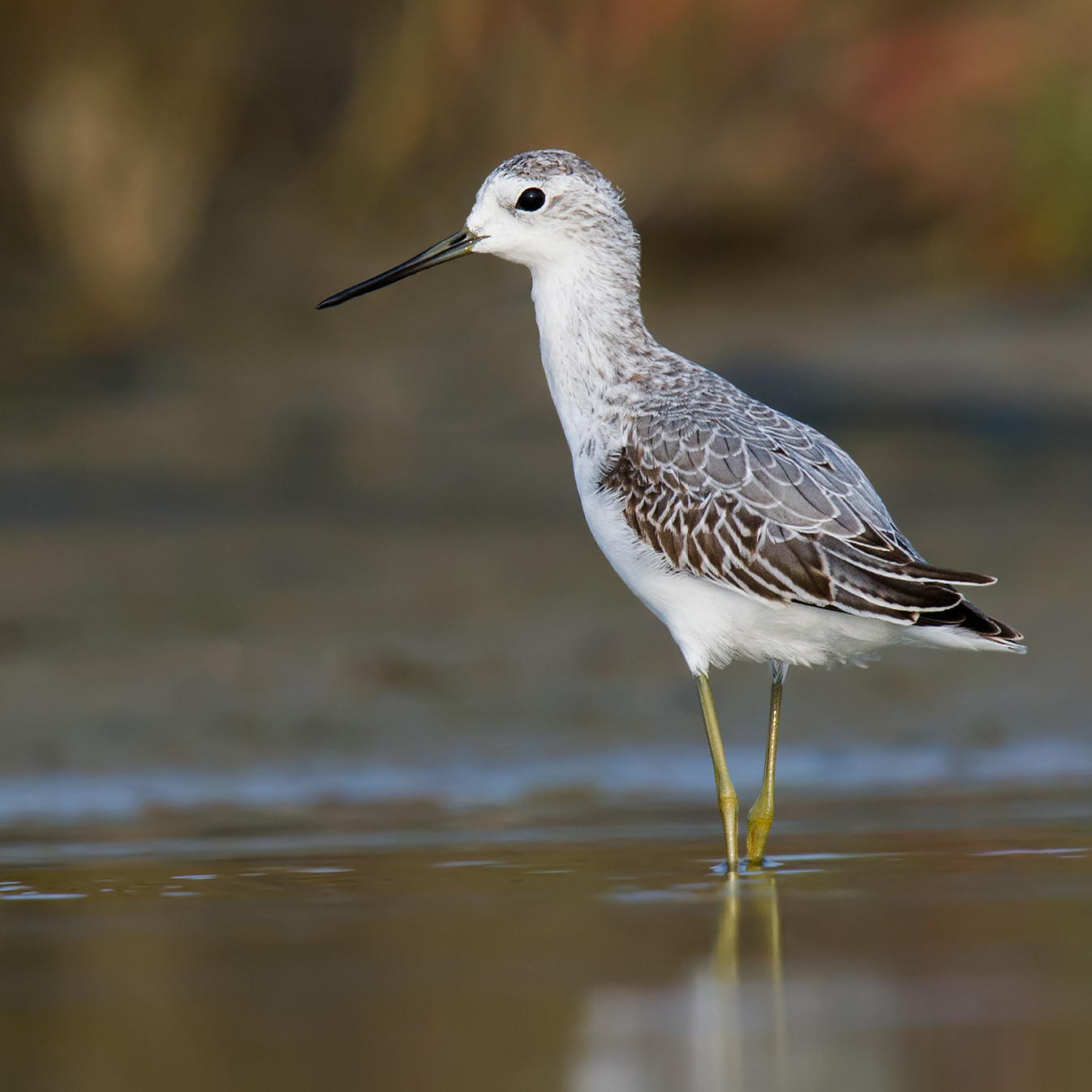 Marsh Sandpiper