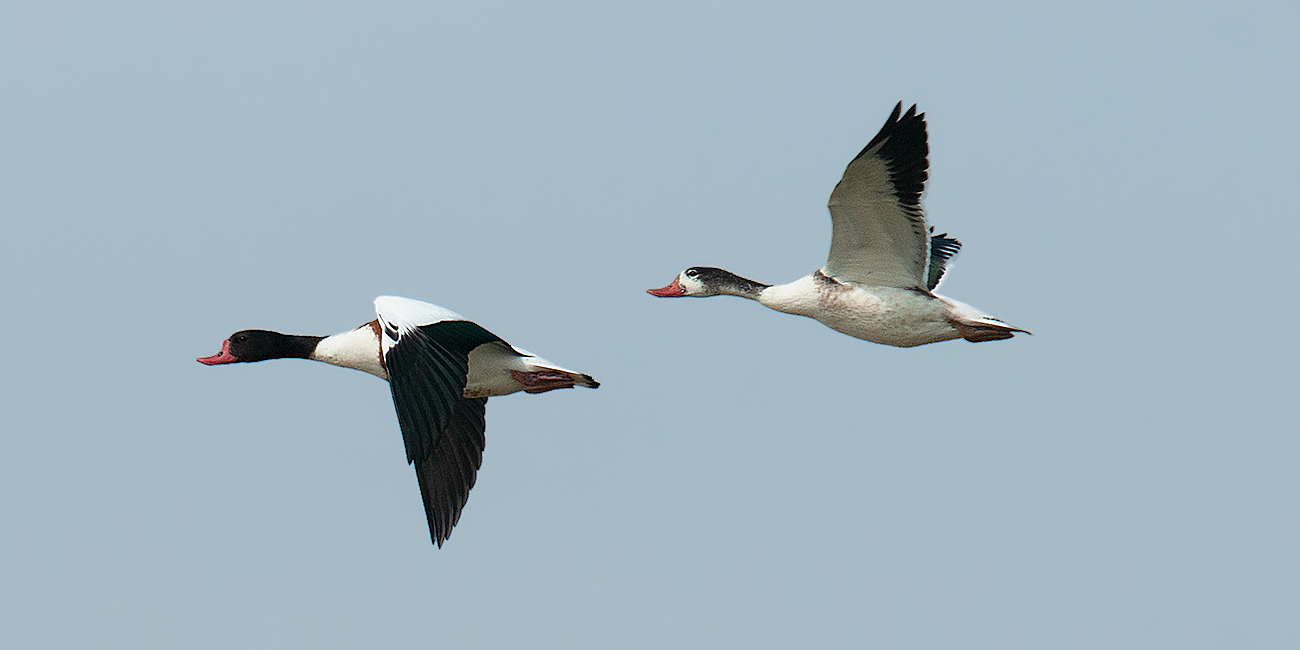 Common Shelduck