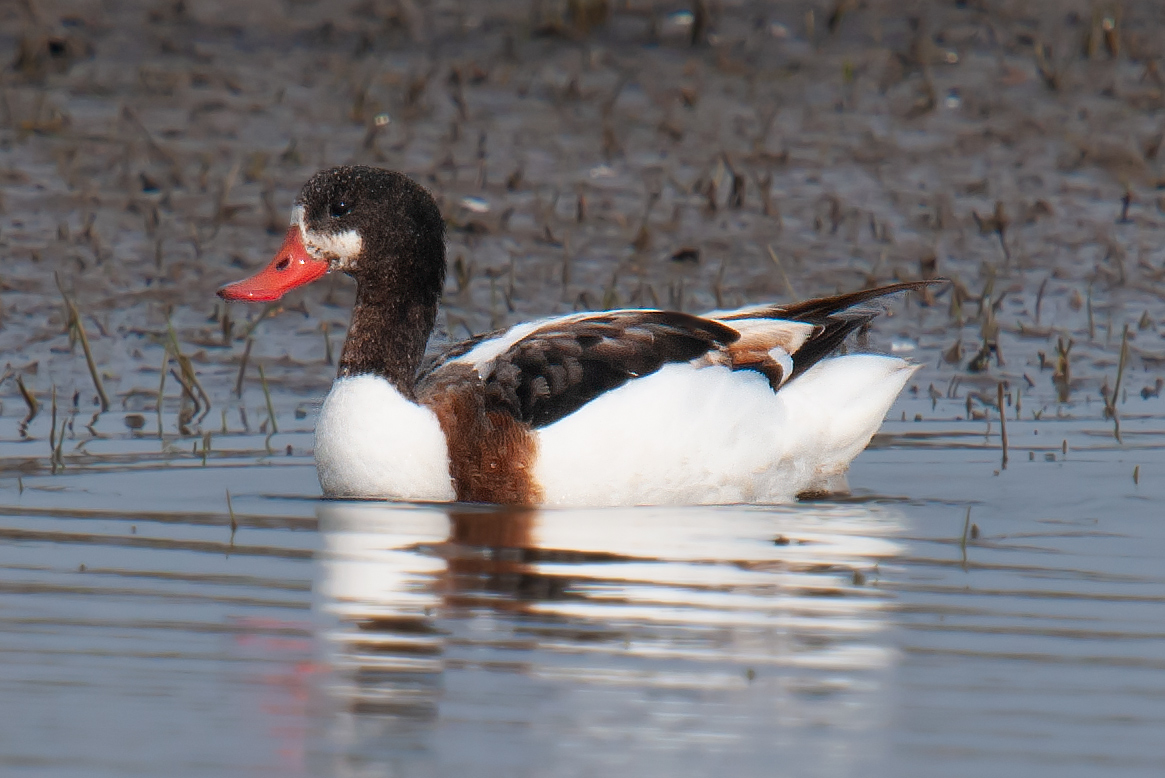 Common Shelduck