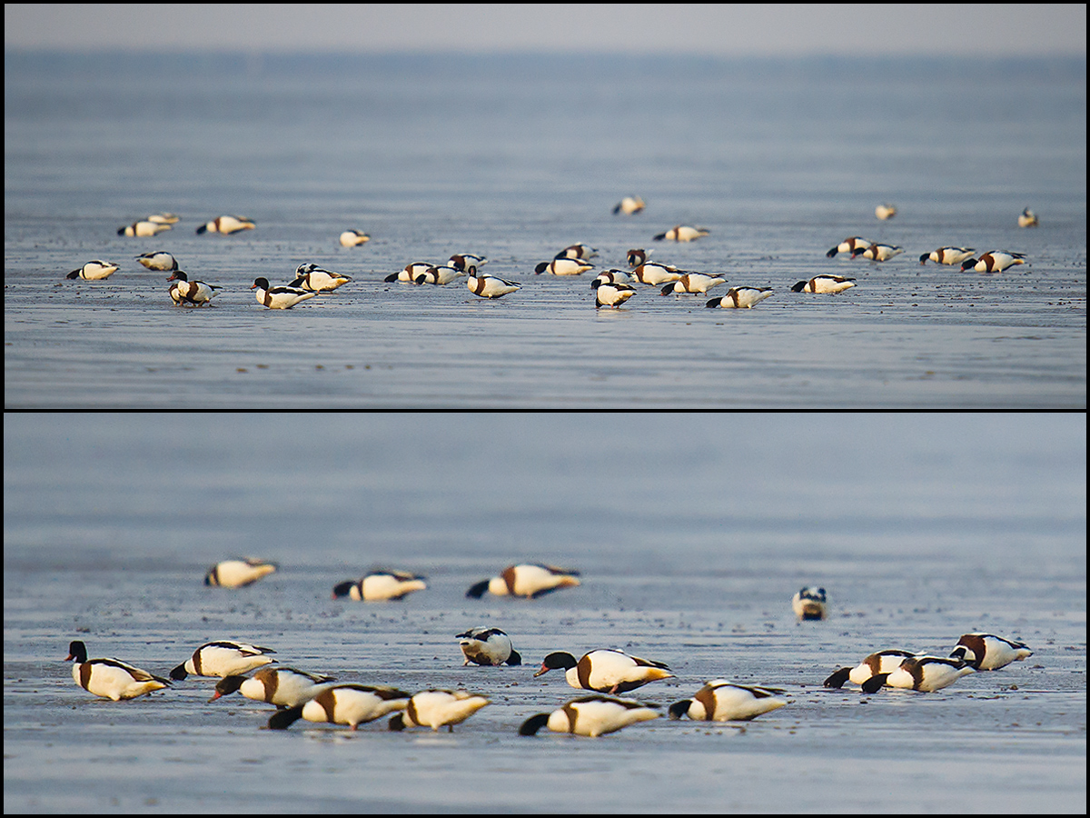 Common Shelduck