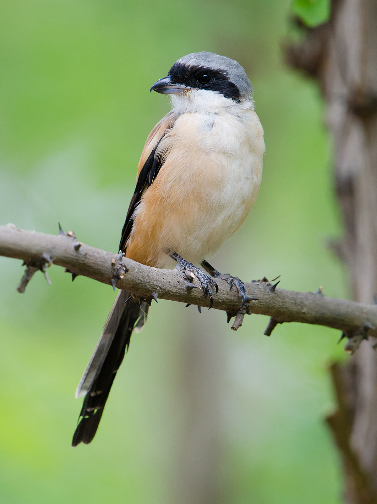 Long-tailed Shrike