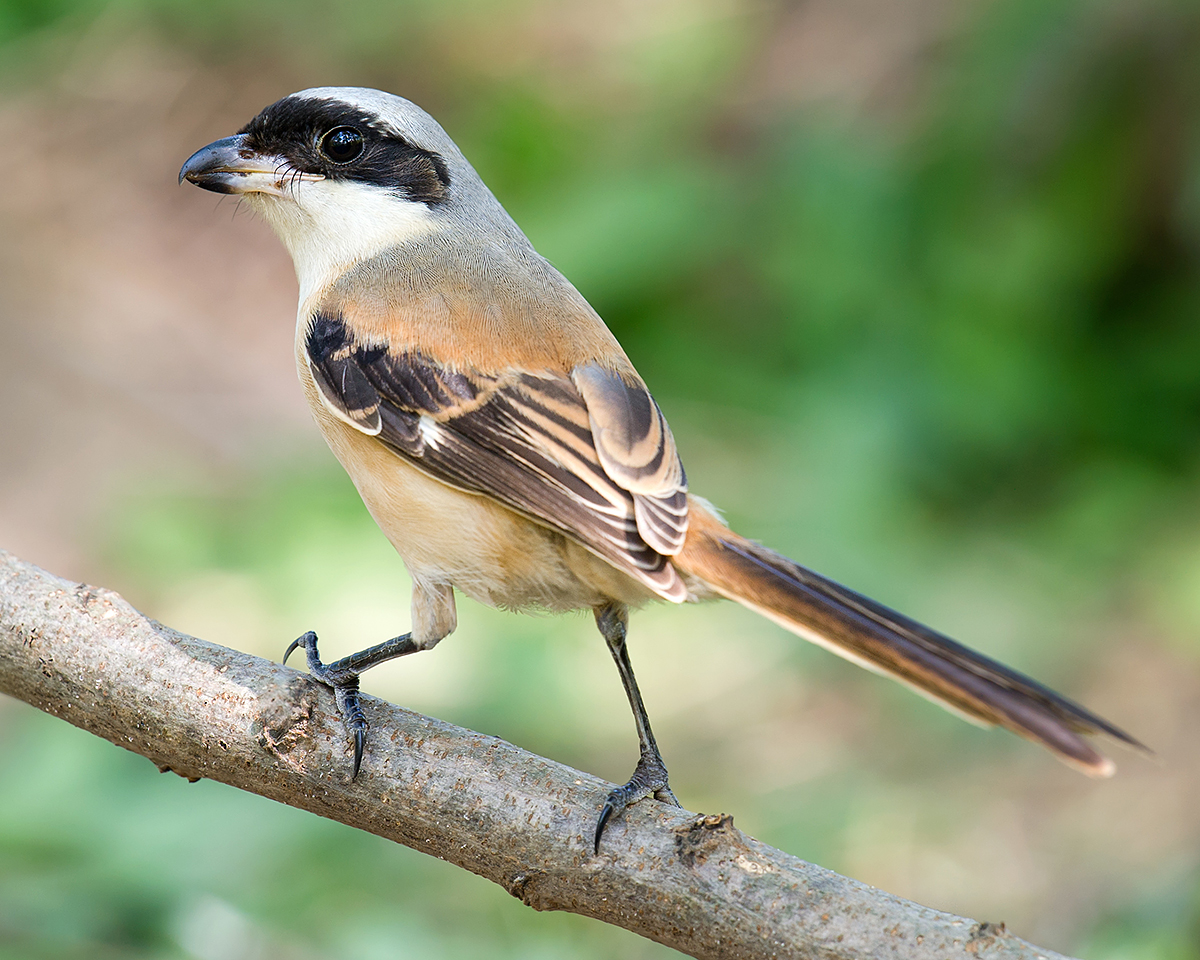 Long-tailed Shrike