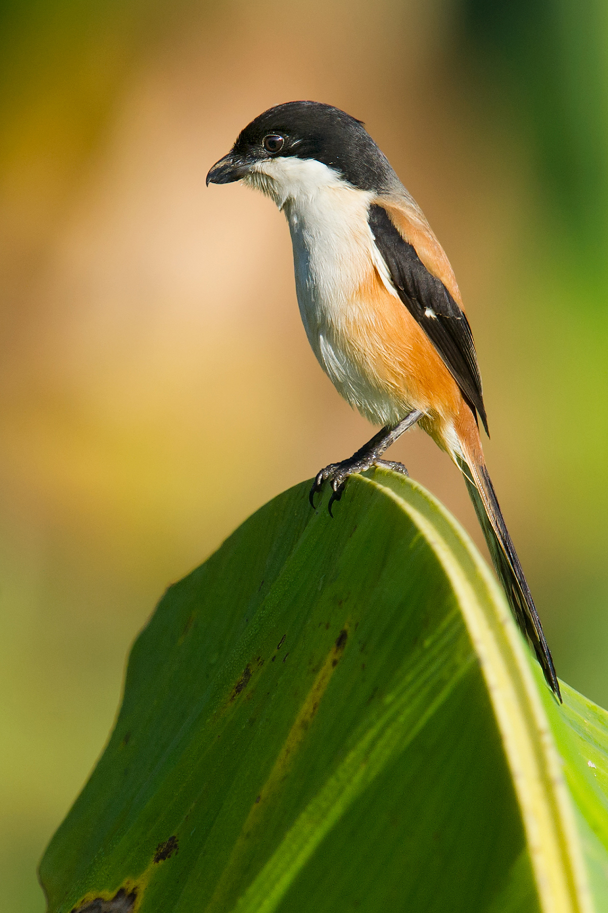 Long-tailed Shrike tricolor