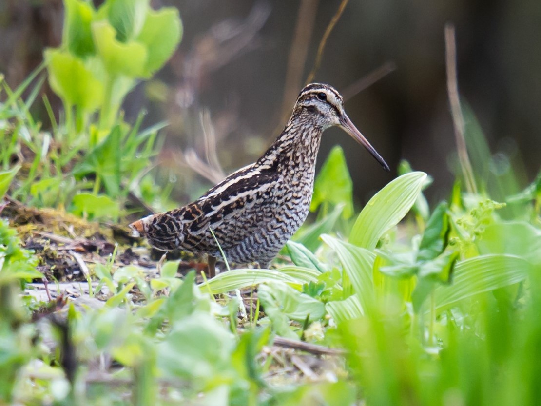 Wood Snipe