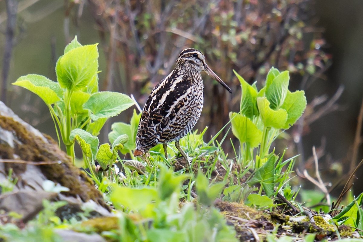 Wood Snipe