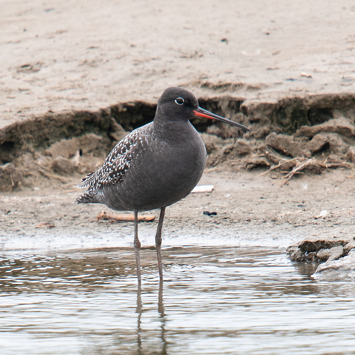 Spotted Redshank