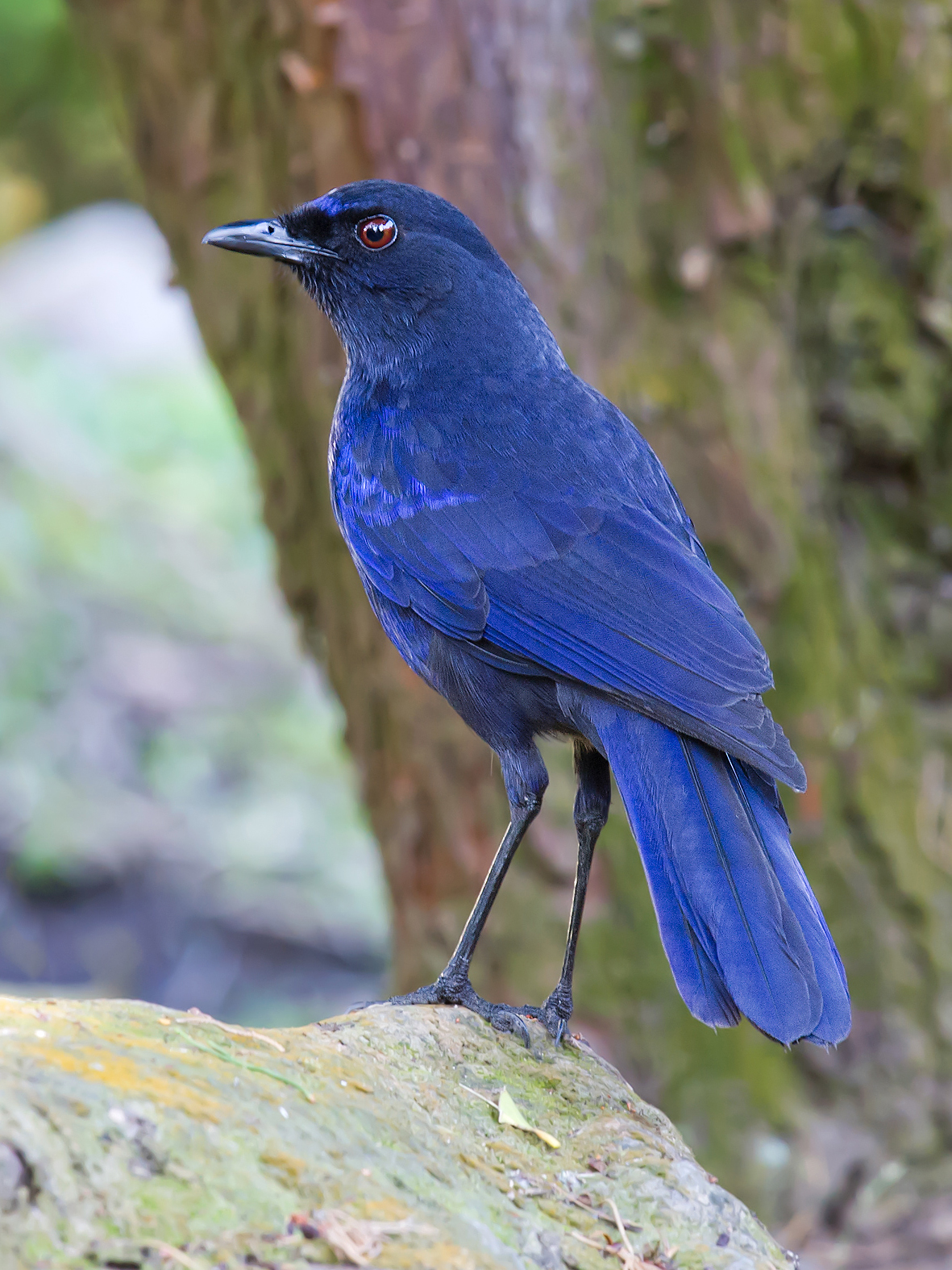 Taiwan Whistling Thrush