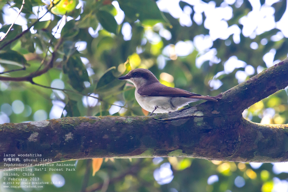 Large Woodshrike