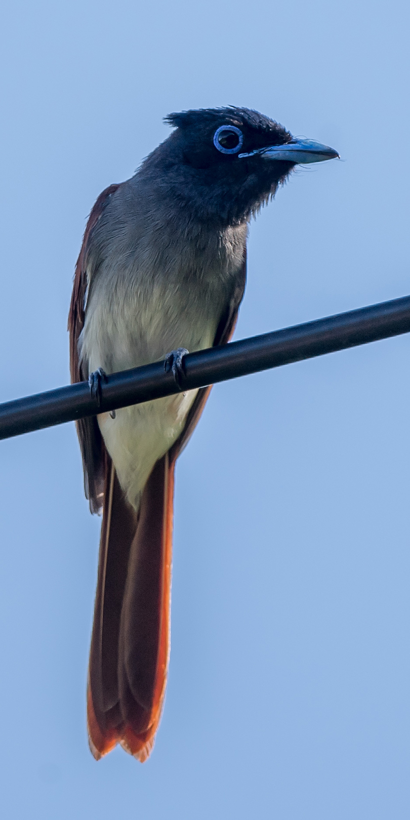 Amur Paradise Flycatcher