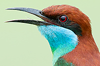 Blue-throated Bee-eater