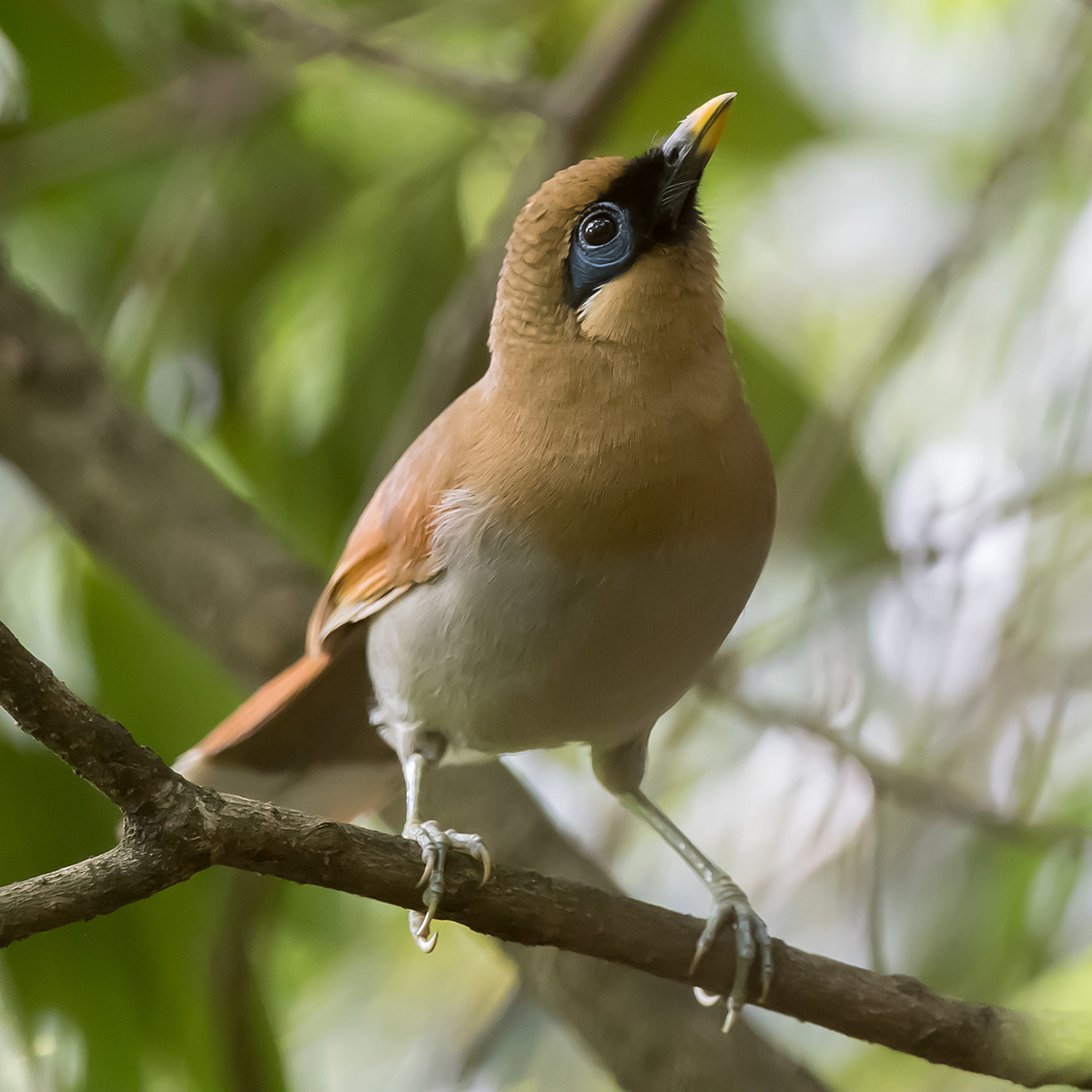 Buffy Laughingthrush