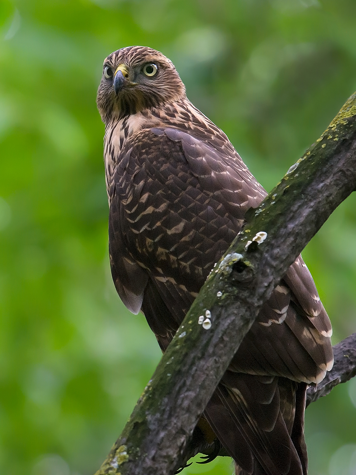 Eastern Buzzard