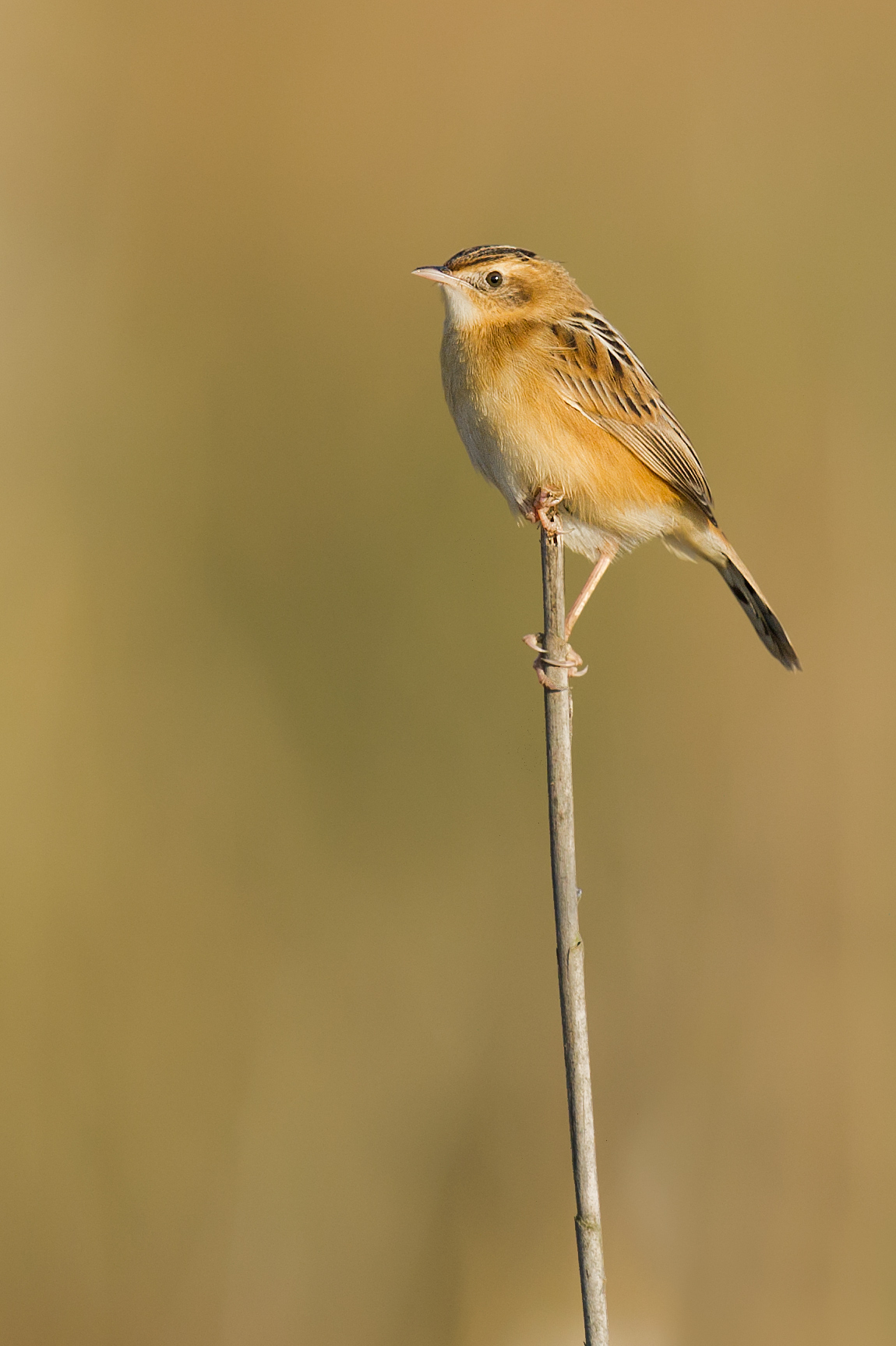 Zitting Cisticola