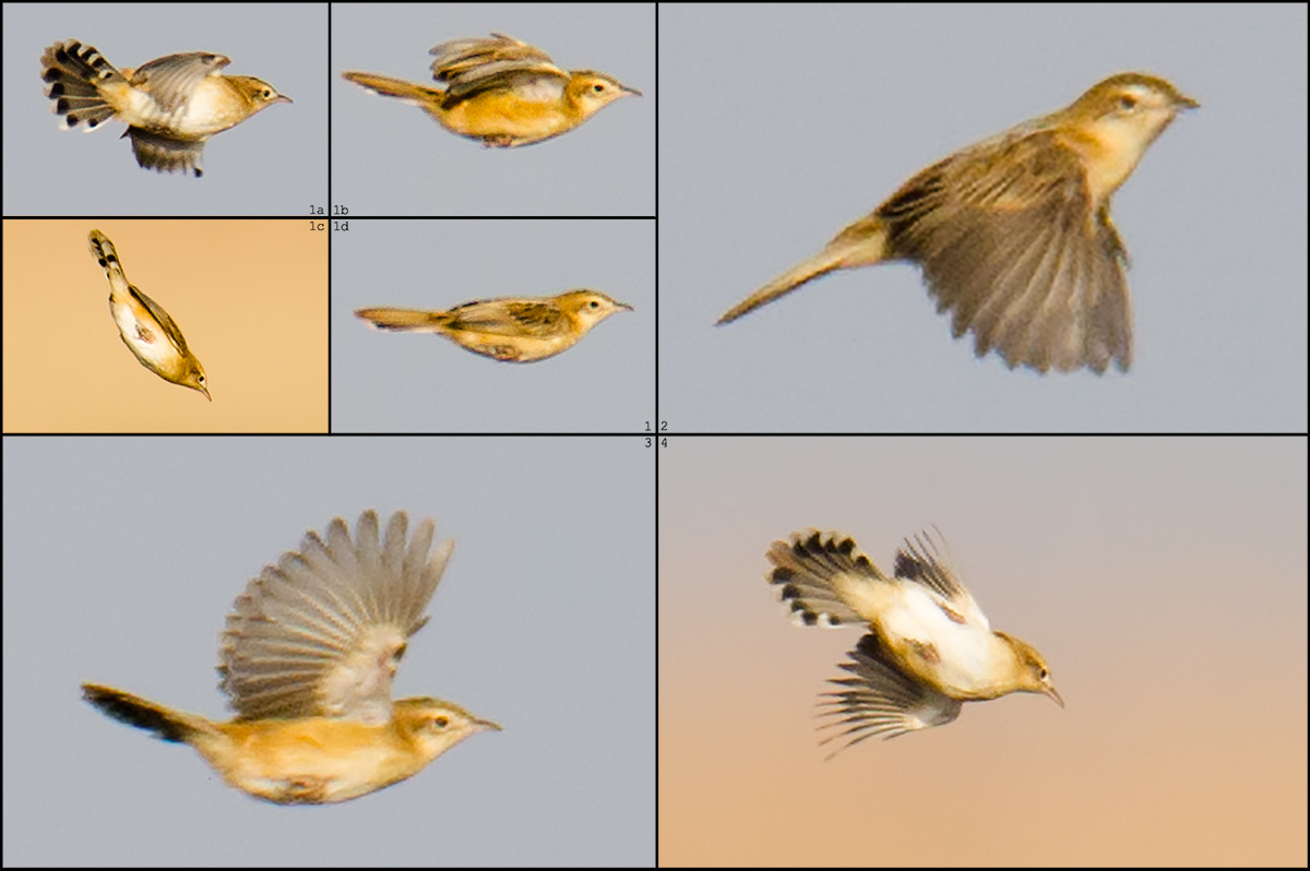 Zitting Cisticola in flight