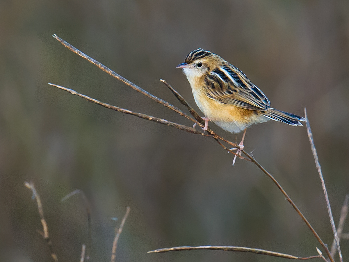 Zitting Cisticola