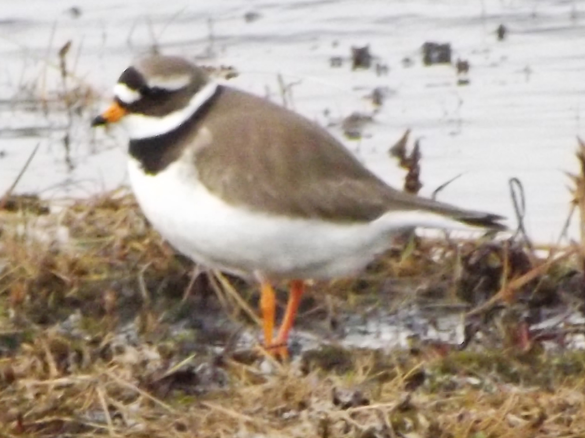 Common Ringed Plover