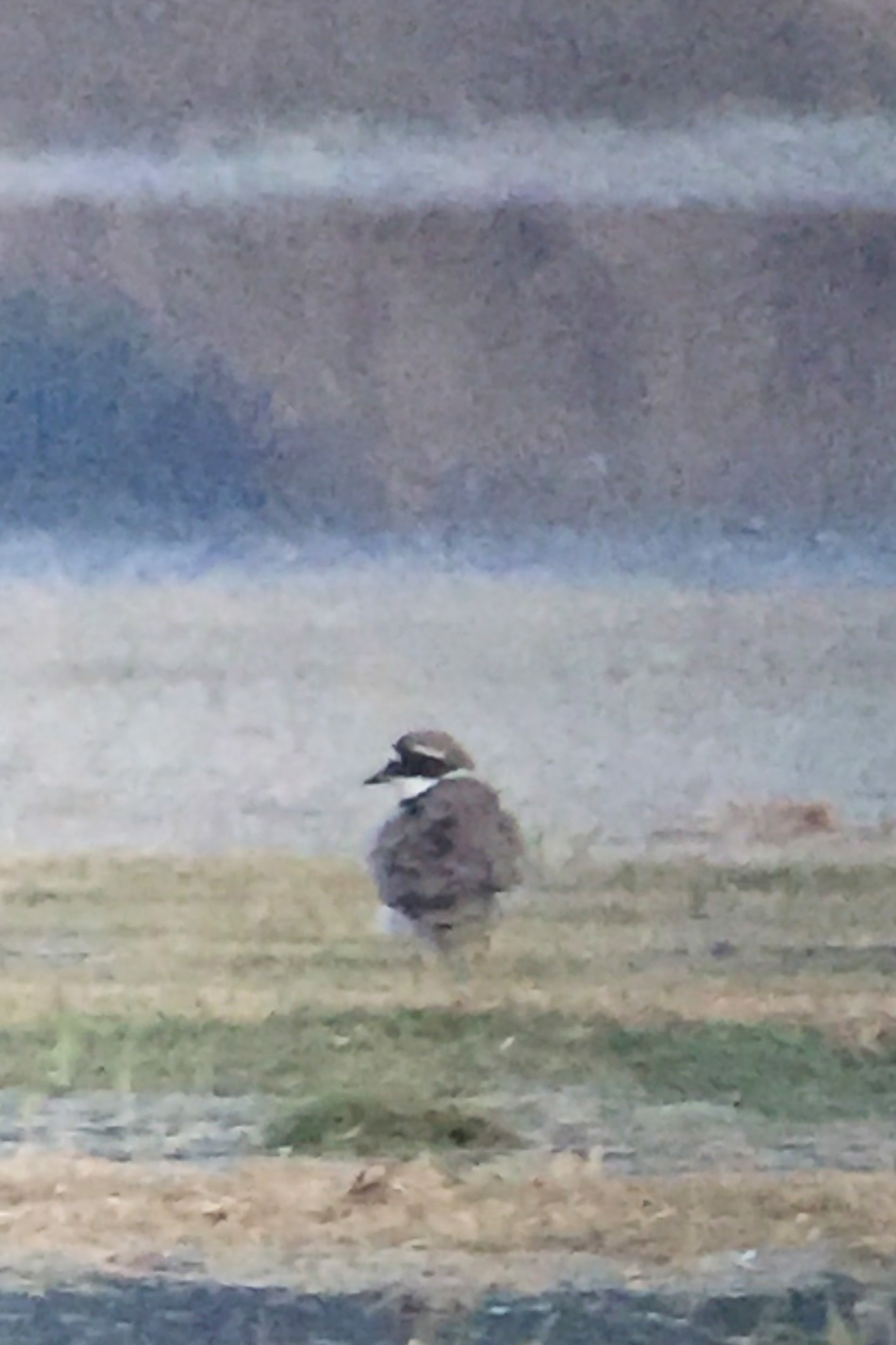 Common Ringed Plover