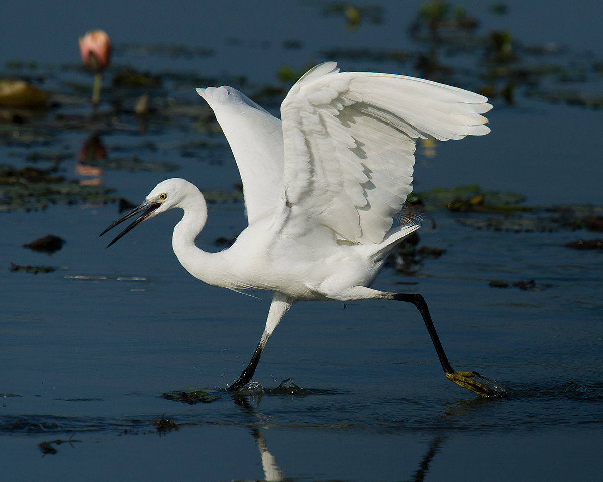 Little Egret