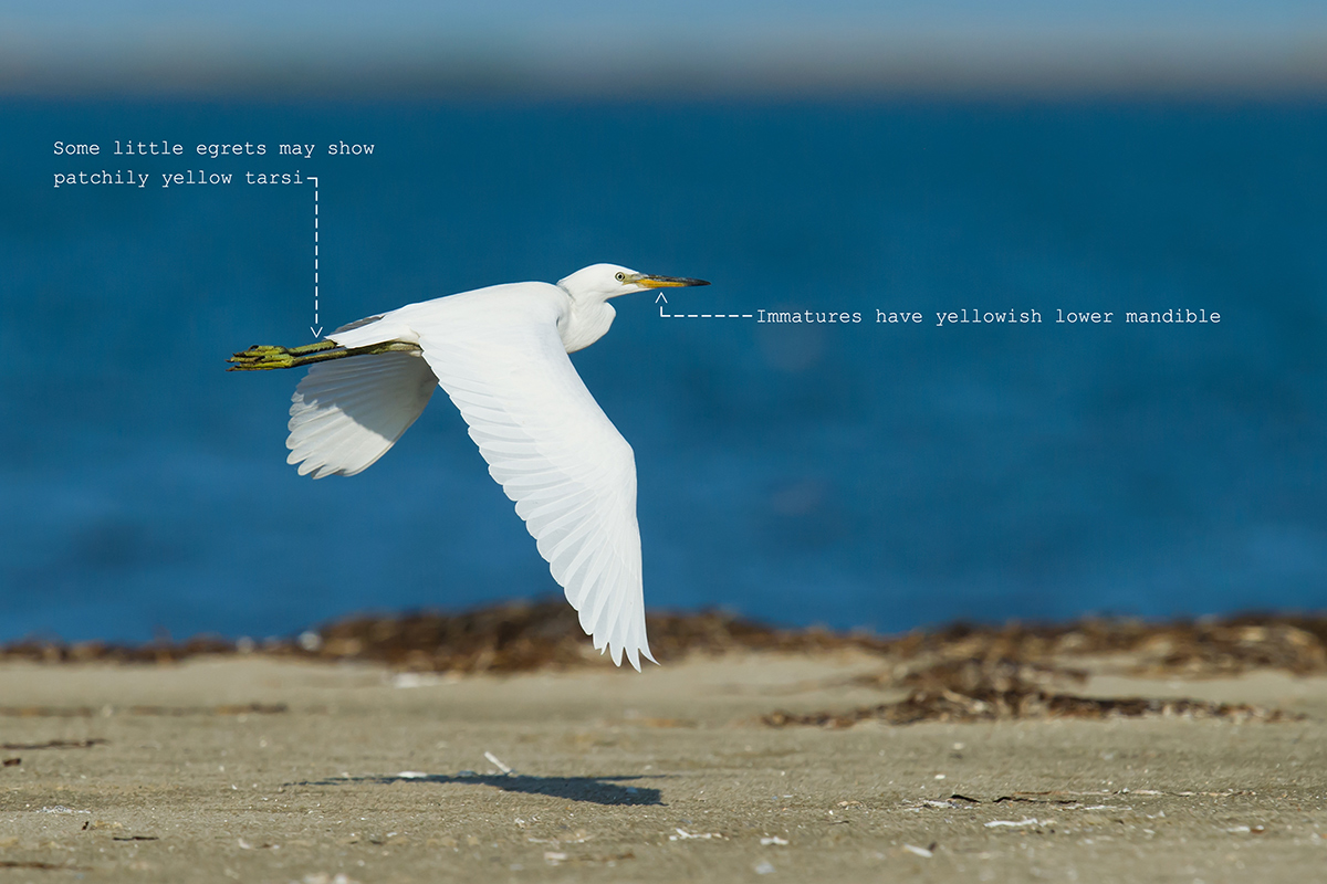 Little Egret