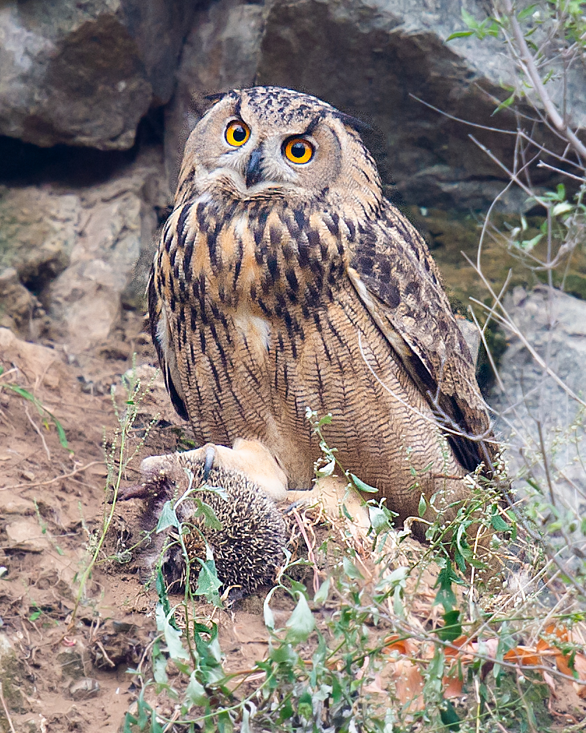 Eurasian Eagle-Owl