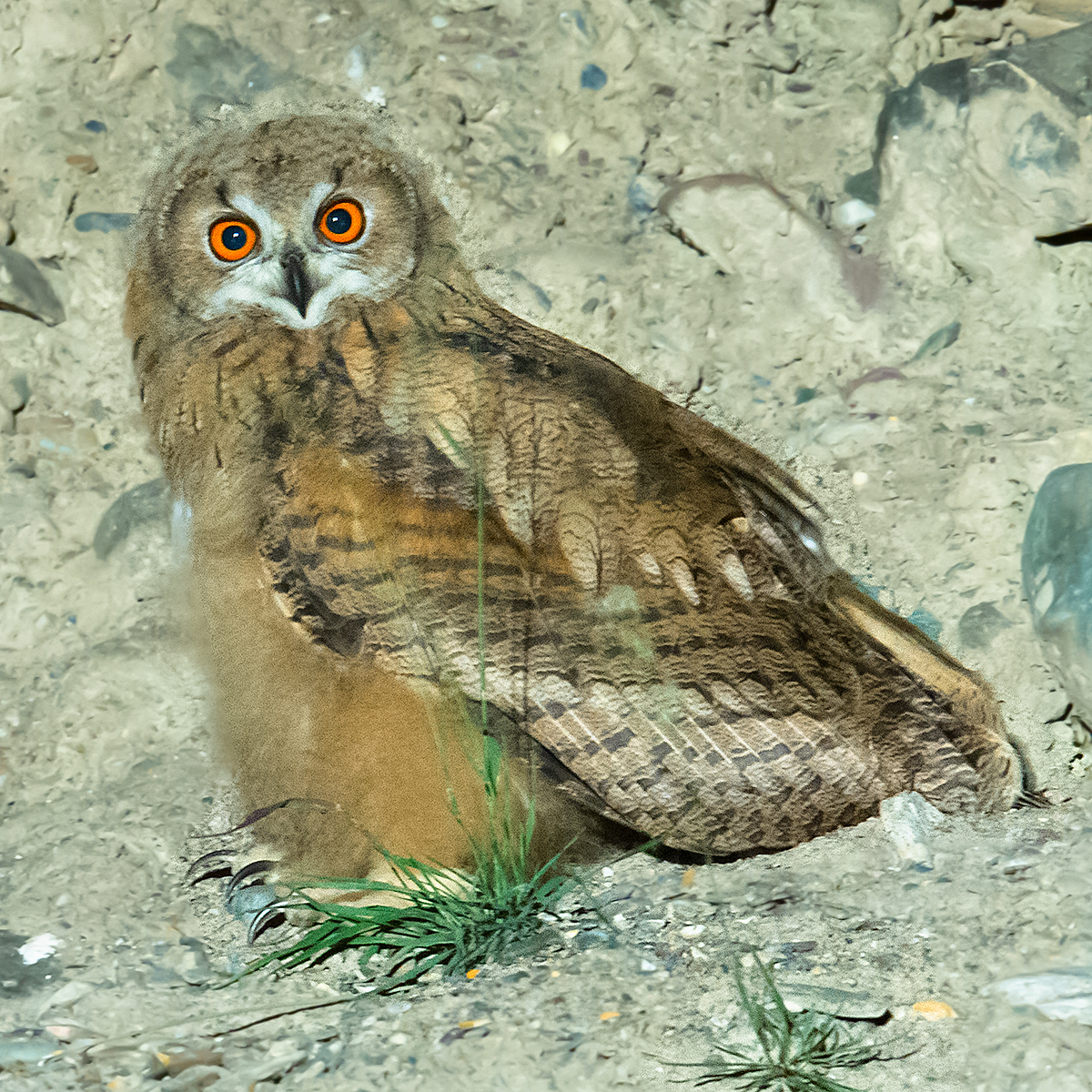 Eurasian Eagle-Owl