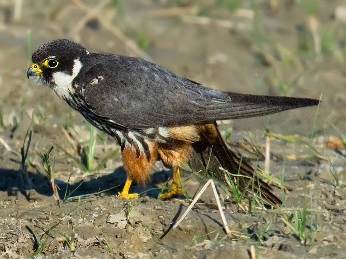 Eurasian Hobby