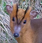 Reeves’s Muntjac