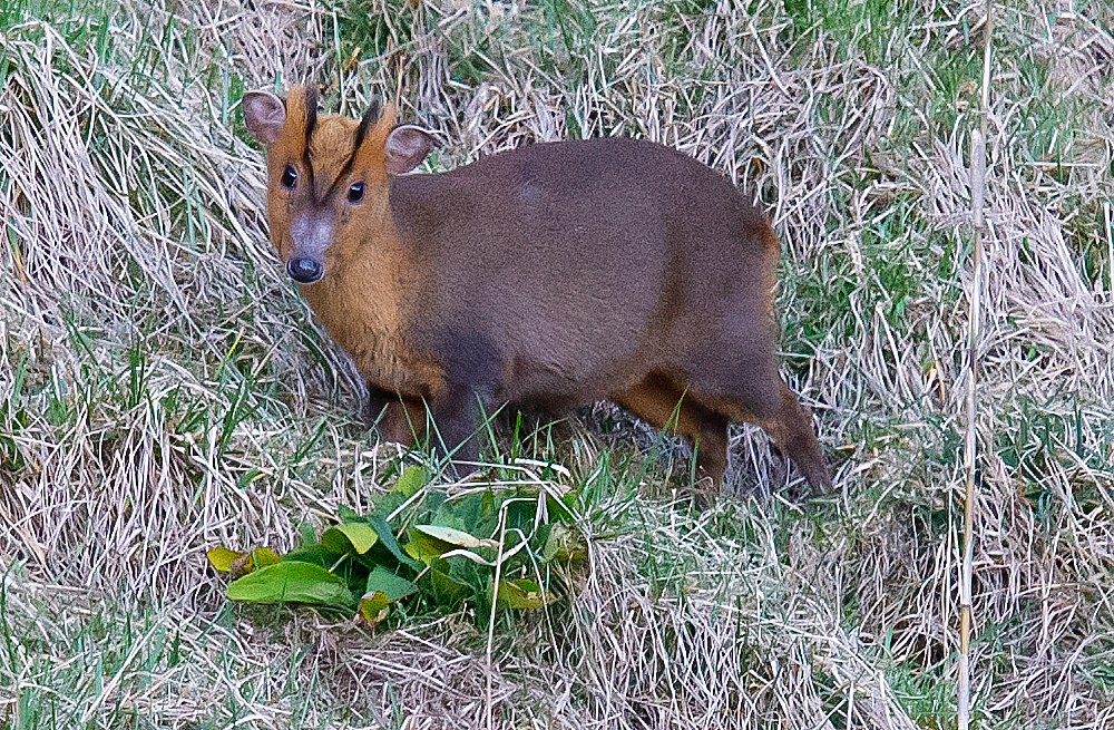 Reeves’s Muntjac