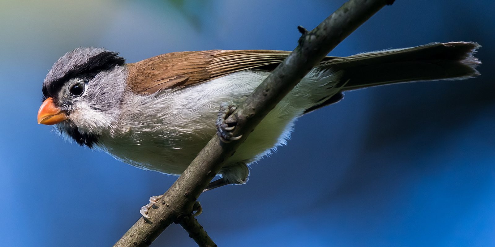 Grey-headed Parrotbill