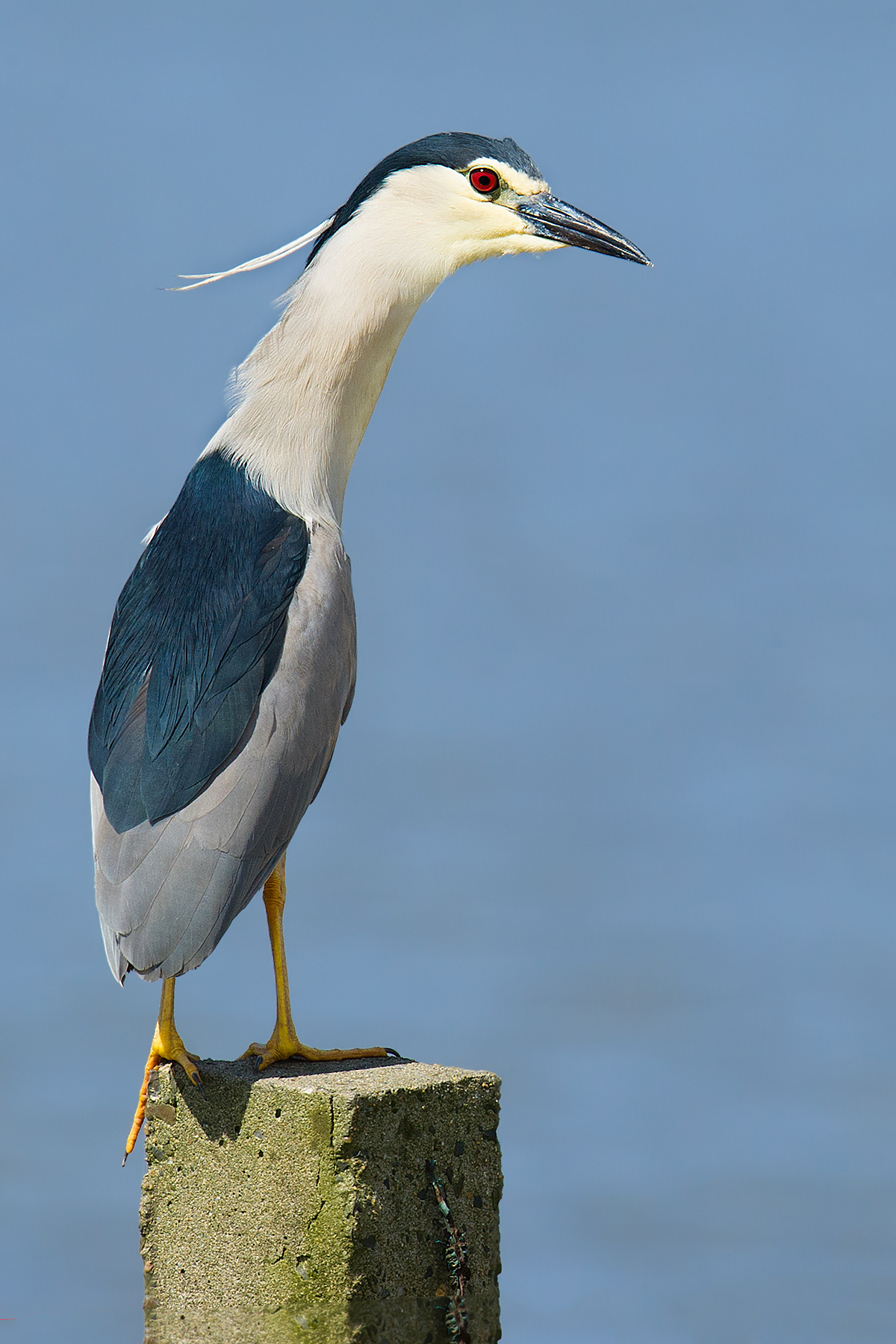 Black-crowned Night Heron