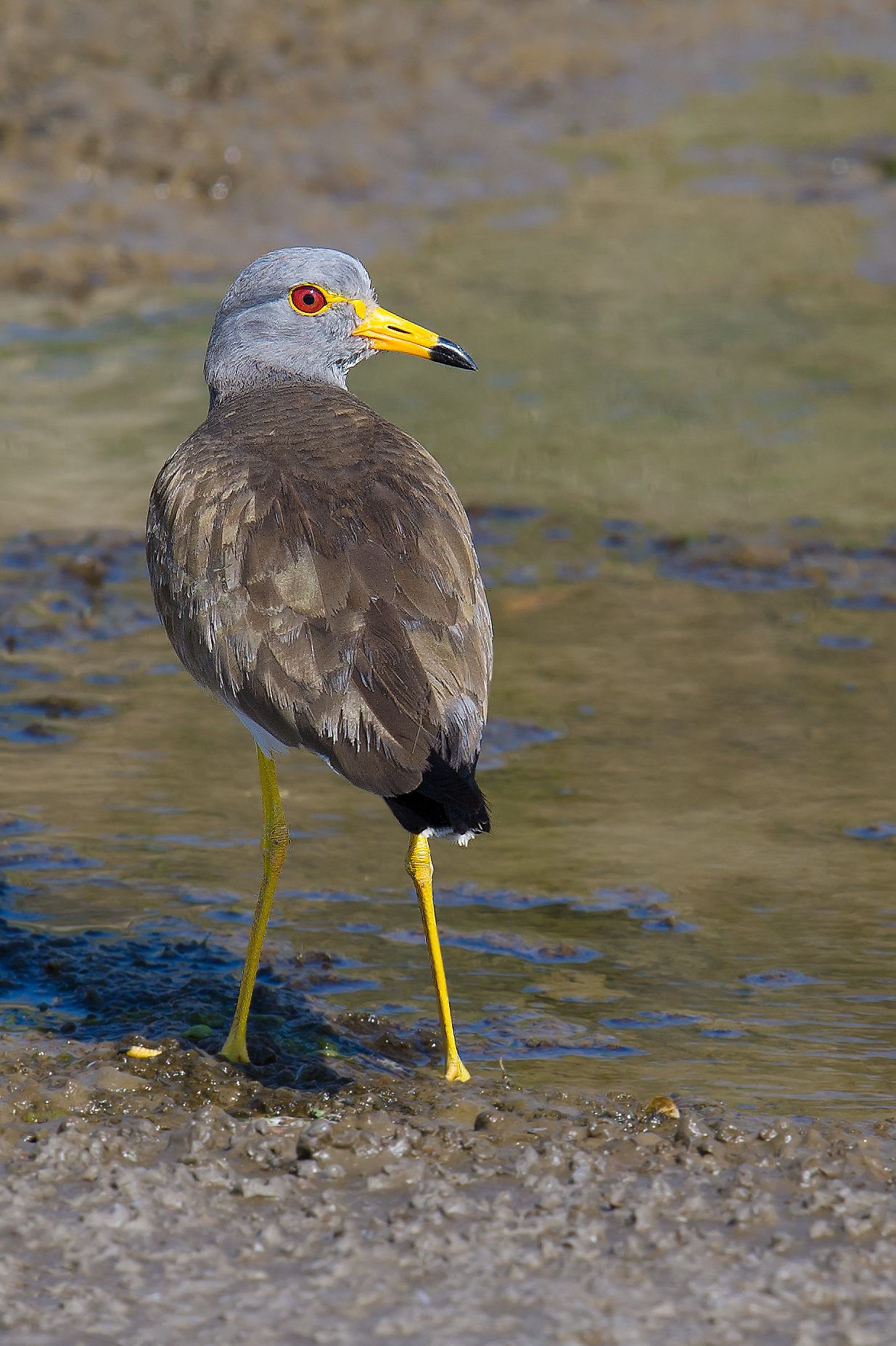 Grey-headed Lapwing