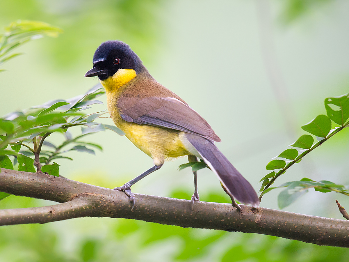 Blue-crowned Laughingthrush