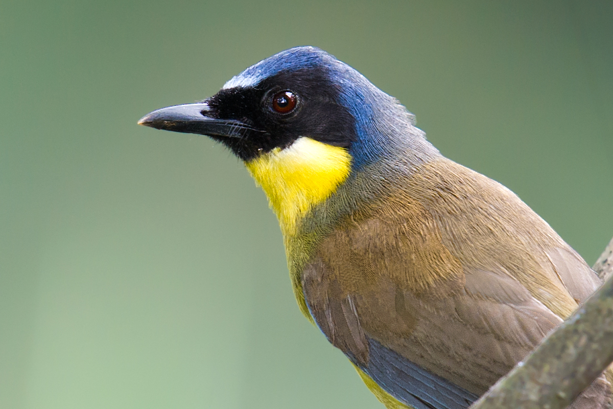 Blue-crowned Laughingthrush