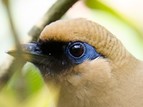 Buffy Laughingthrush