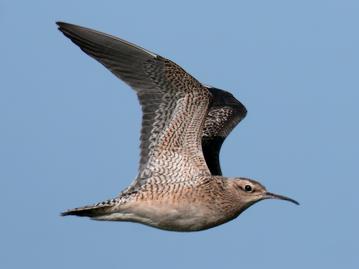 Little Curlew