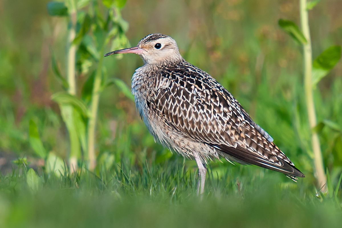 Little Curlew