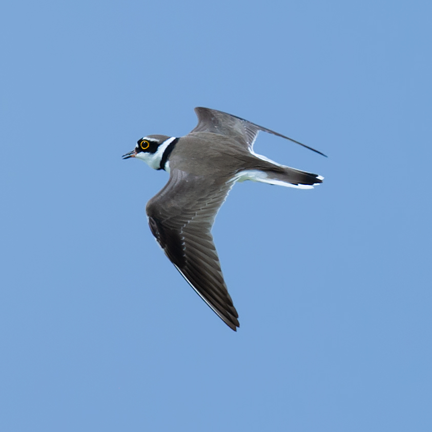 Little Ringed Plover