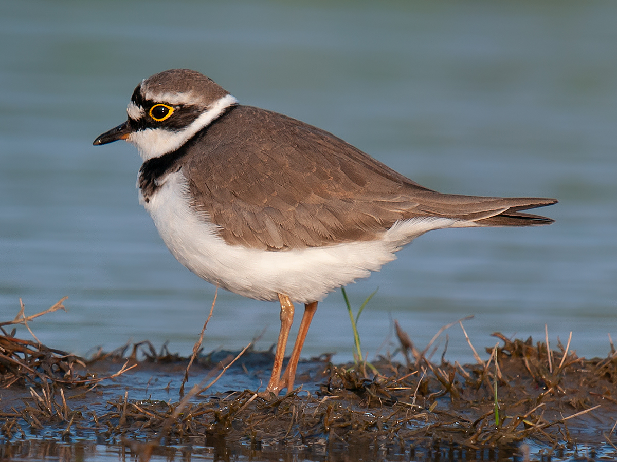 A Common Ringed Plover Charadrius hiaticula at Sambhar Lake, and its status  in Rajasthan References 198