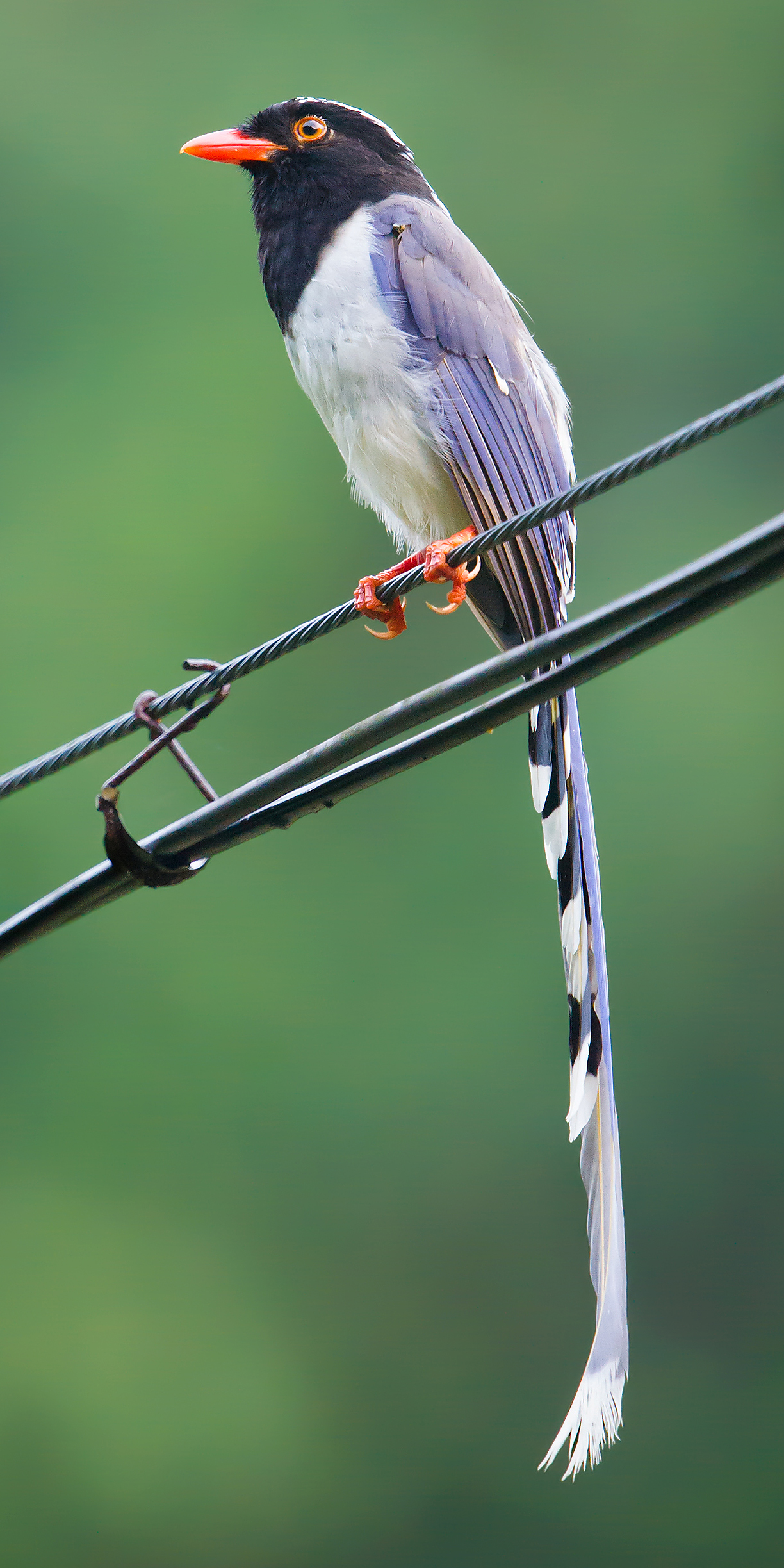 ingeniør Foran dig Stevenson Red-billed Blue Magpie Identification - Shanghai Birding 上海观鸟