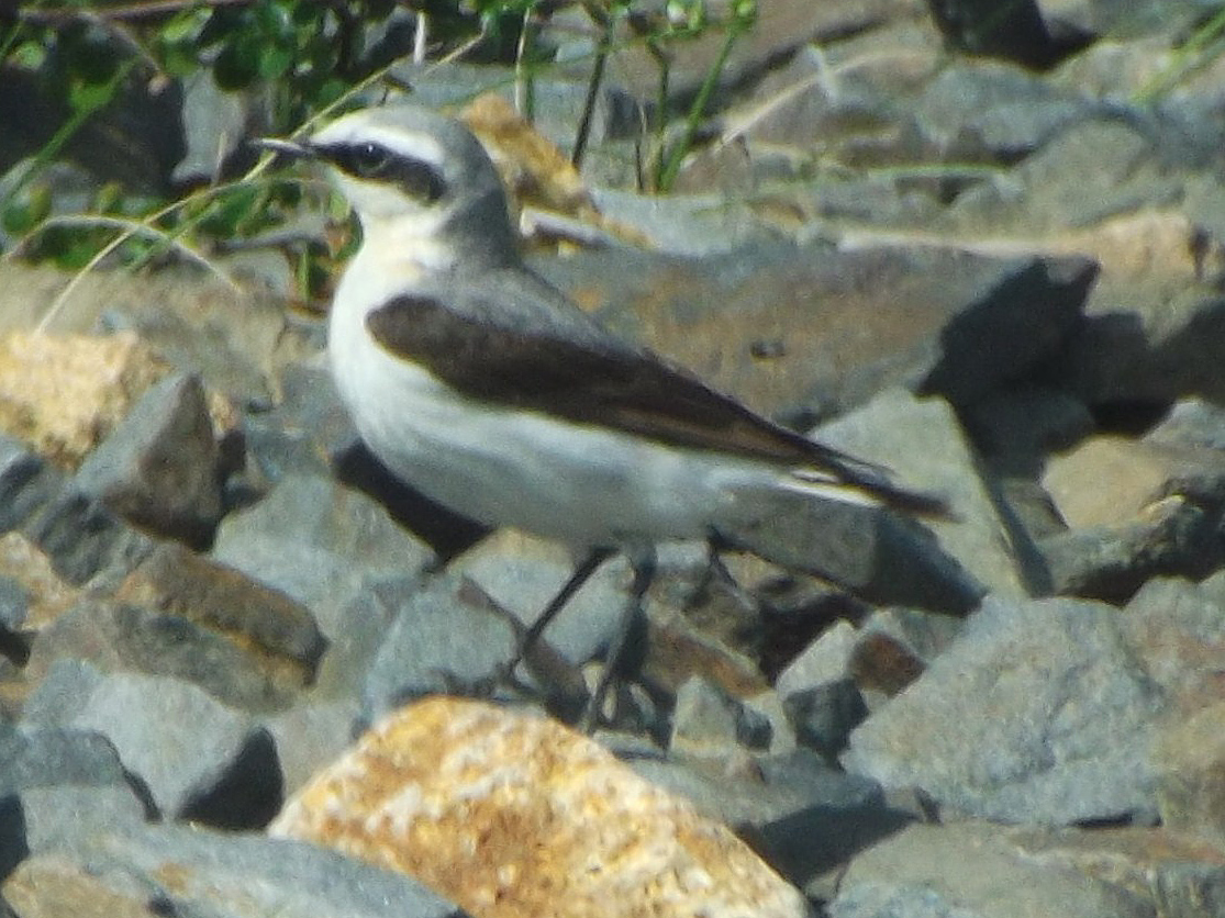 Northern Wheatear