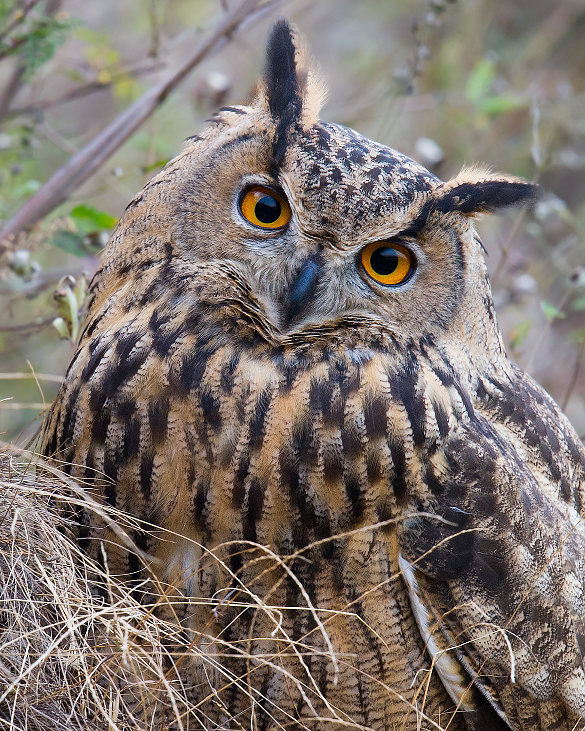 Eurasian Eagle Owl Attack