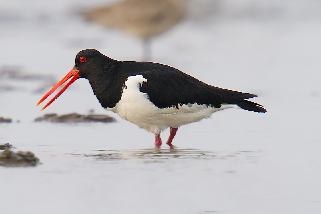 Eurasian Oystercatcher