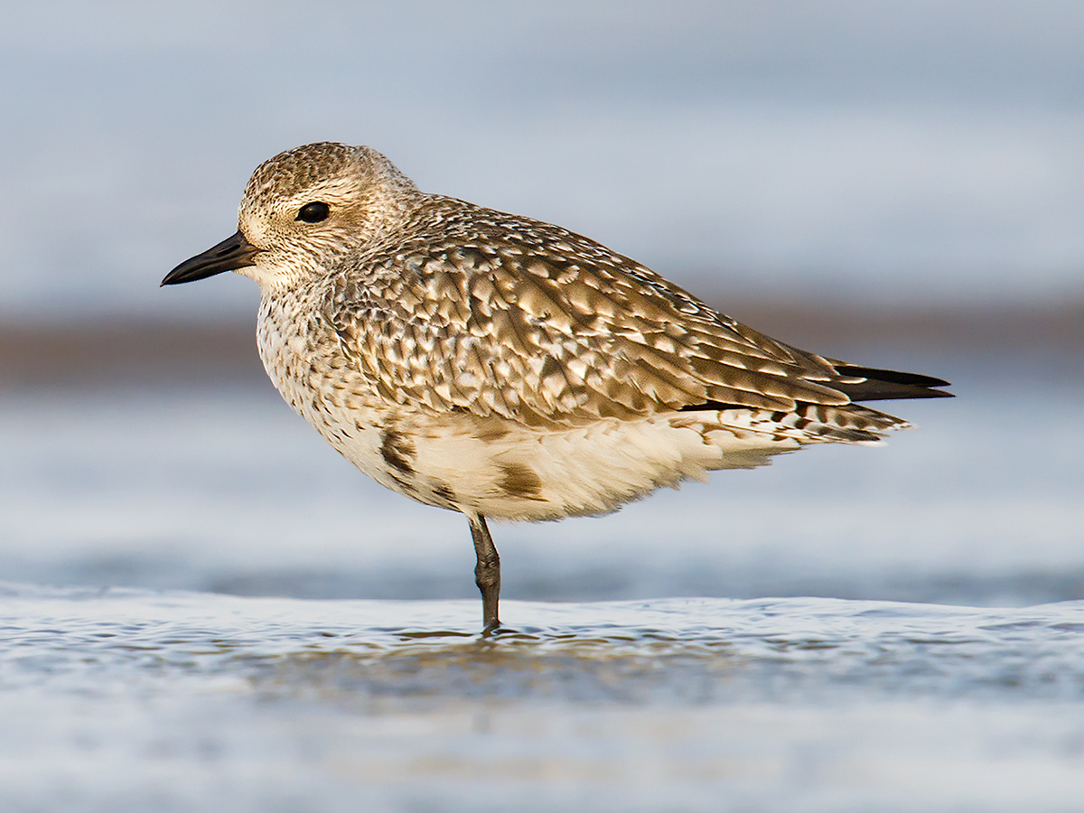 Grey Plover