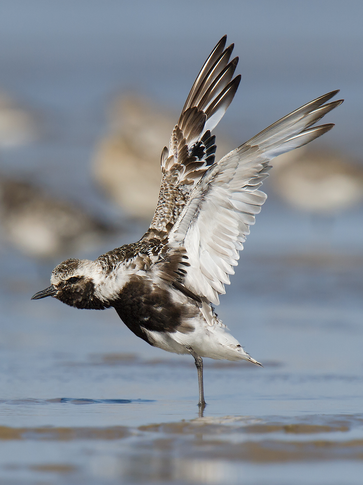 Grey Plover