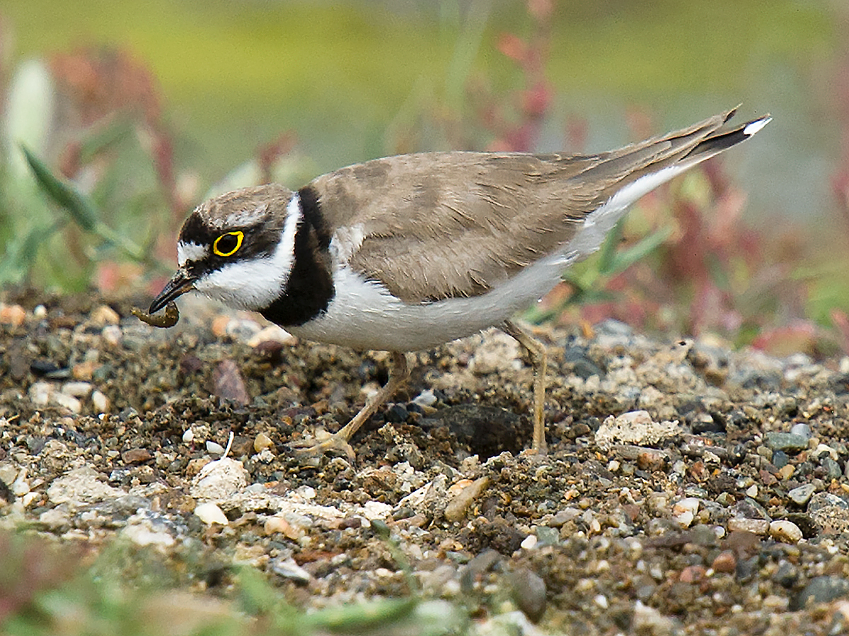 Little Ringed Plover