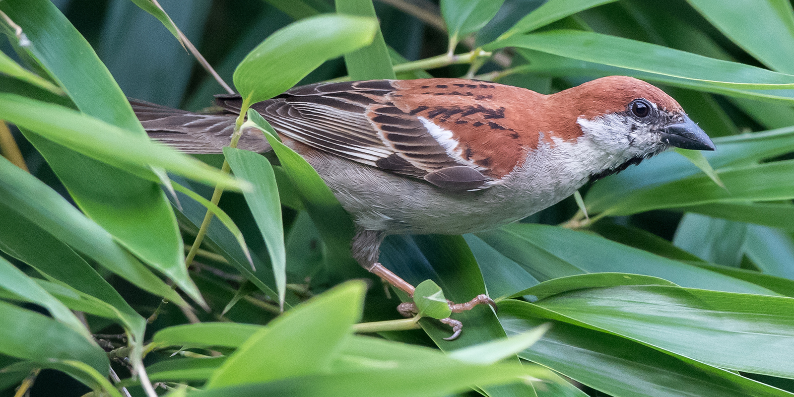 Russet Sparrow