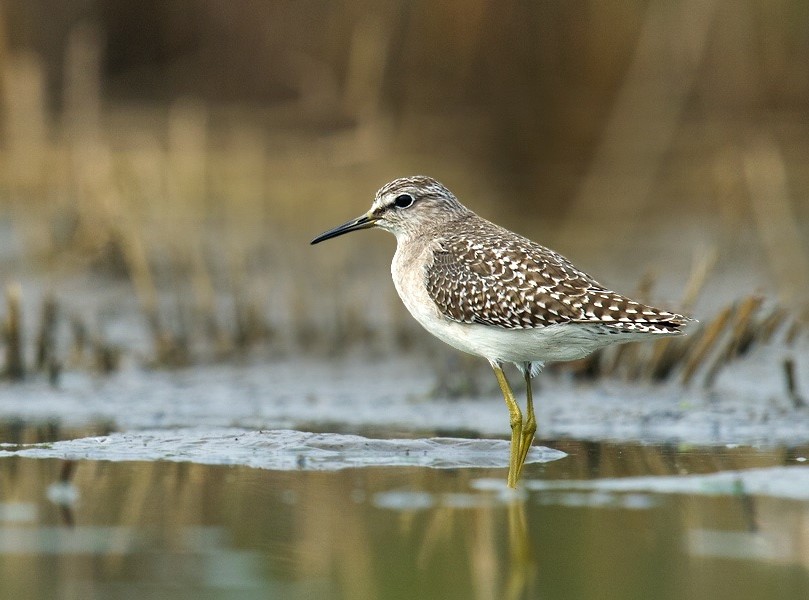 Wood Sandpiper